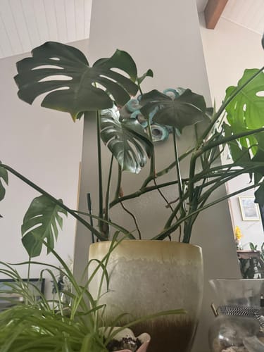 Customer's healthy Monstera plant in a large pot after treatment with the Houseplant Pest Spray.