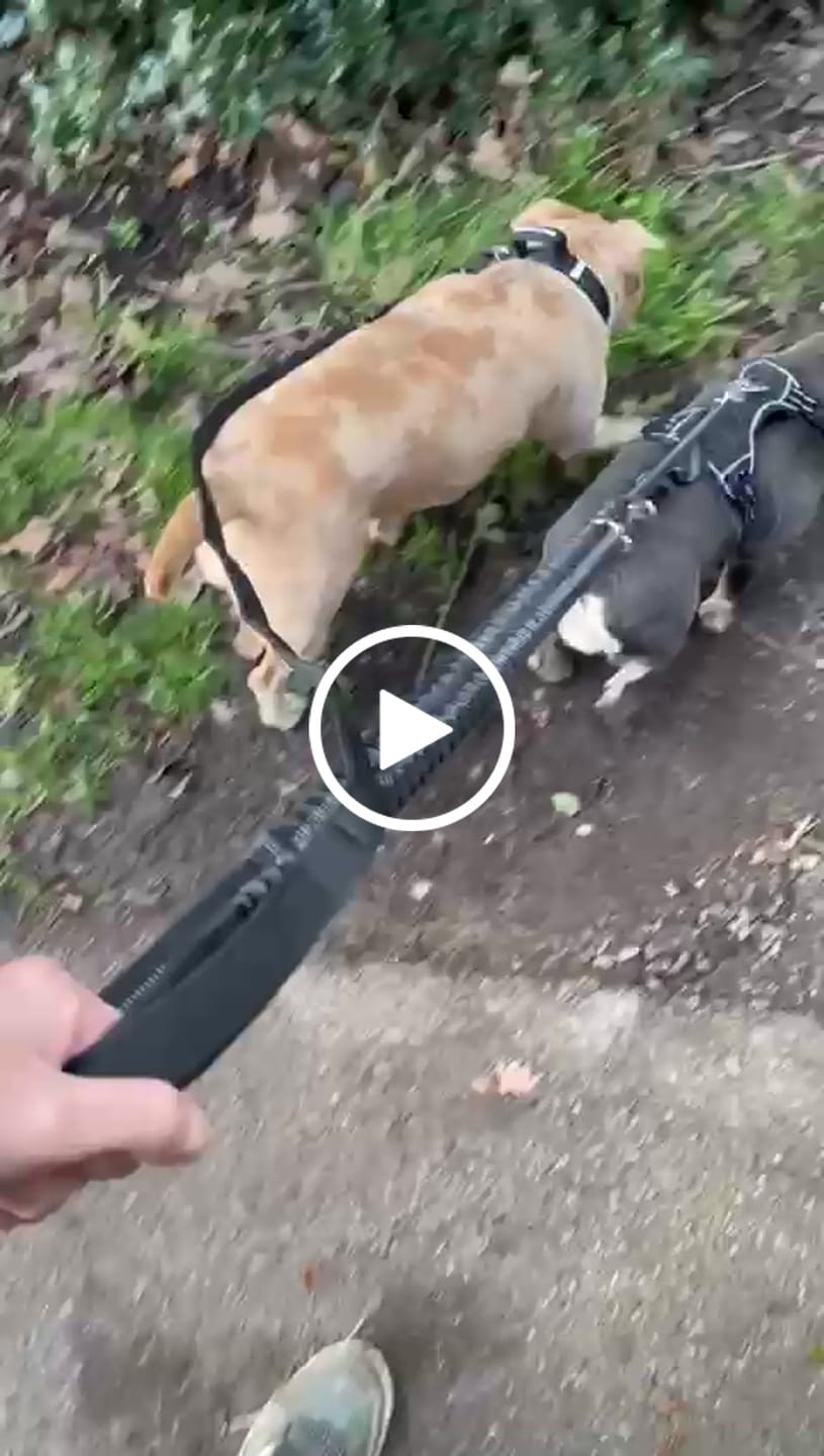 Customer video review of 1.4m Swivel Combat Lead | Anti-Tangle & Secure Clip - Black