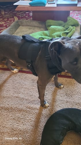 Customer photo review of No Pull Bully Proof Harness