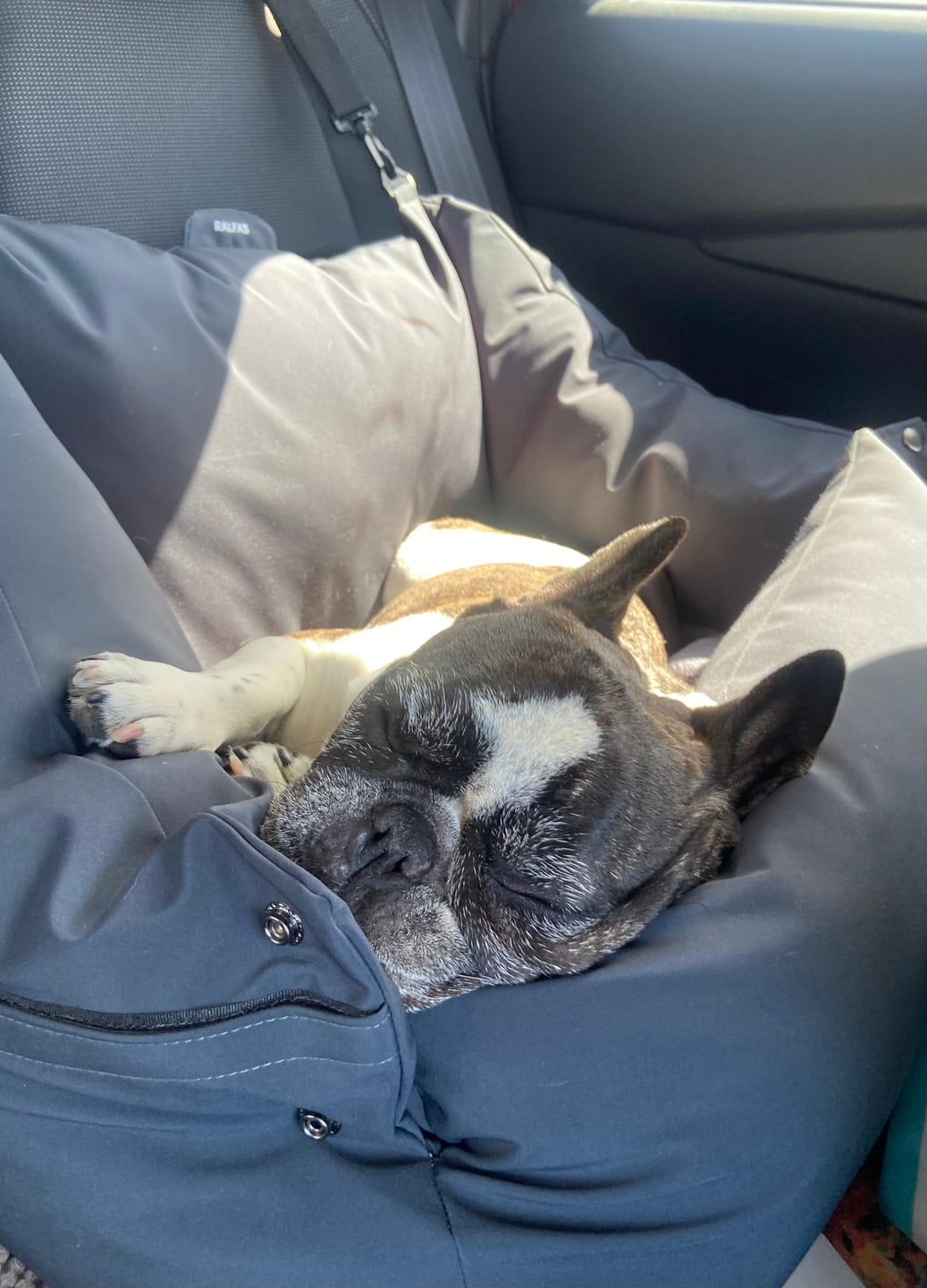 Customer photo review of Cama para auto gris gráfito