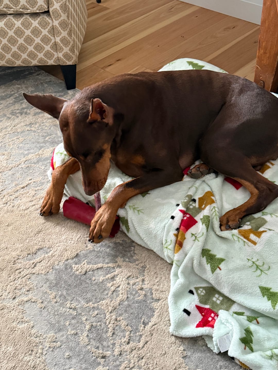 Customer photo review of Bully Stick Safety Holder
