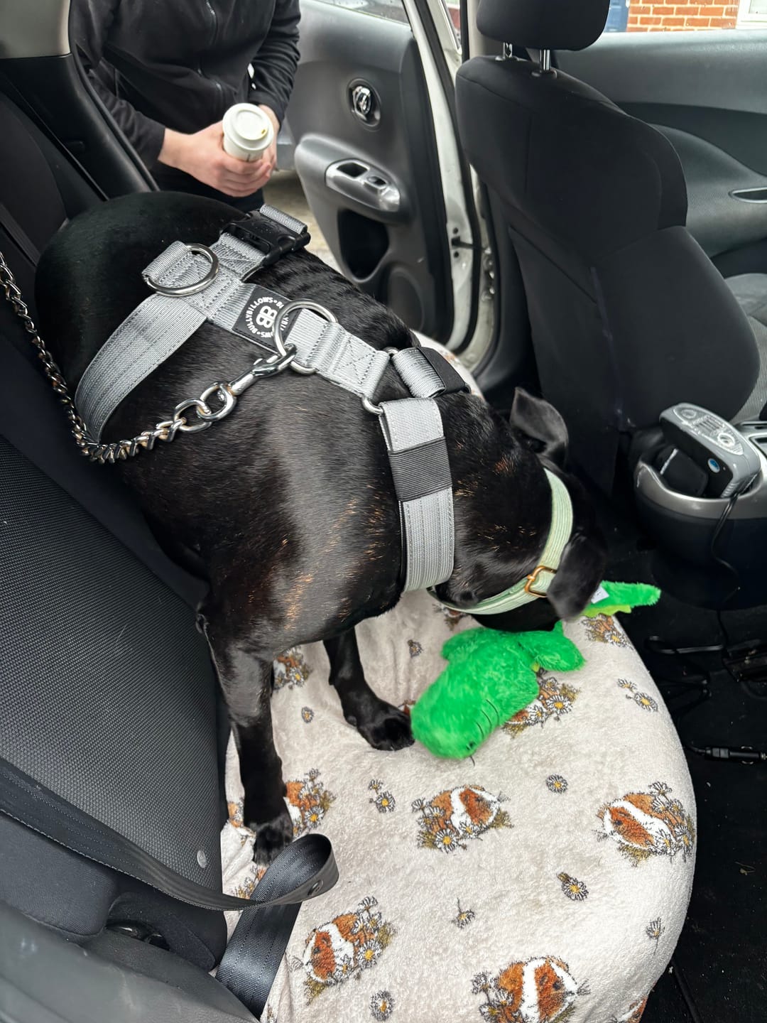 Customer photo review of Training Anti Pull TRI-Harness® | M-XL Breeds - Metal Grey