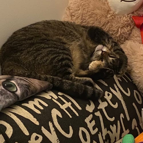 Customer photo review of 1 Month Supply – 1 Cat