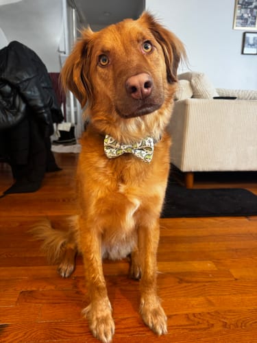 Customer photo review of Green Dinosaur Dog Bow Tie or Cat Bow Tie for Collar