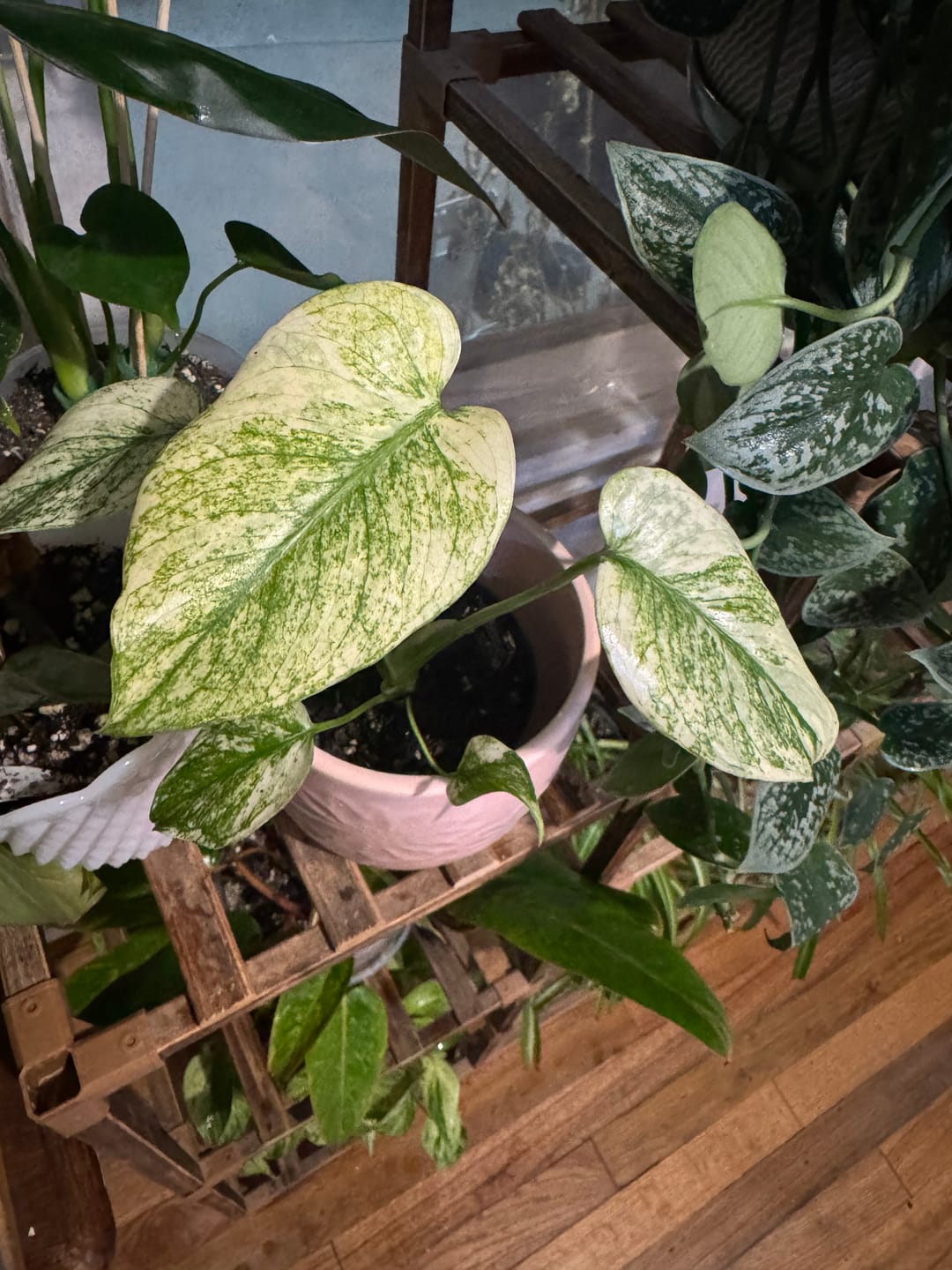 Customer photo review of Monstera 'Mint'