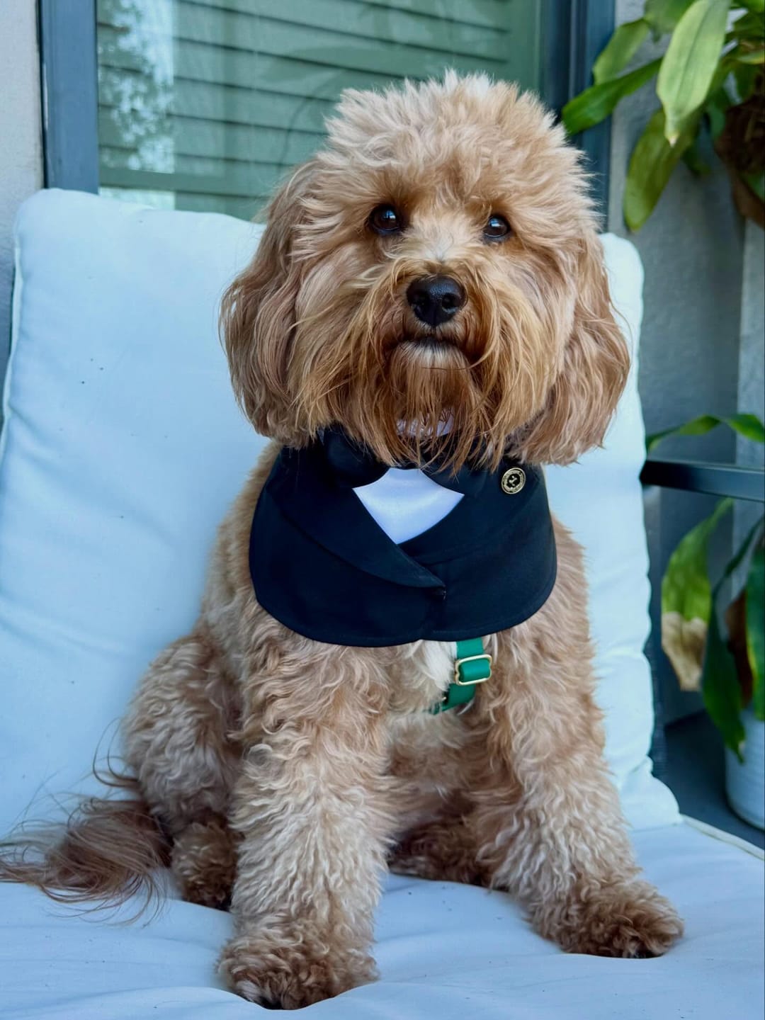 Customer photo review of Oxford – Bowtie Suit for Dogs  | Elegant Formal Pet Outfit