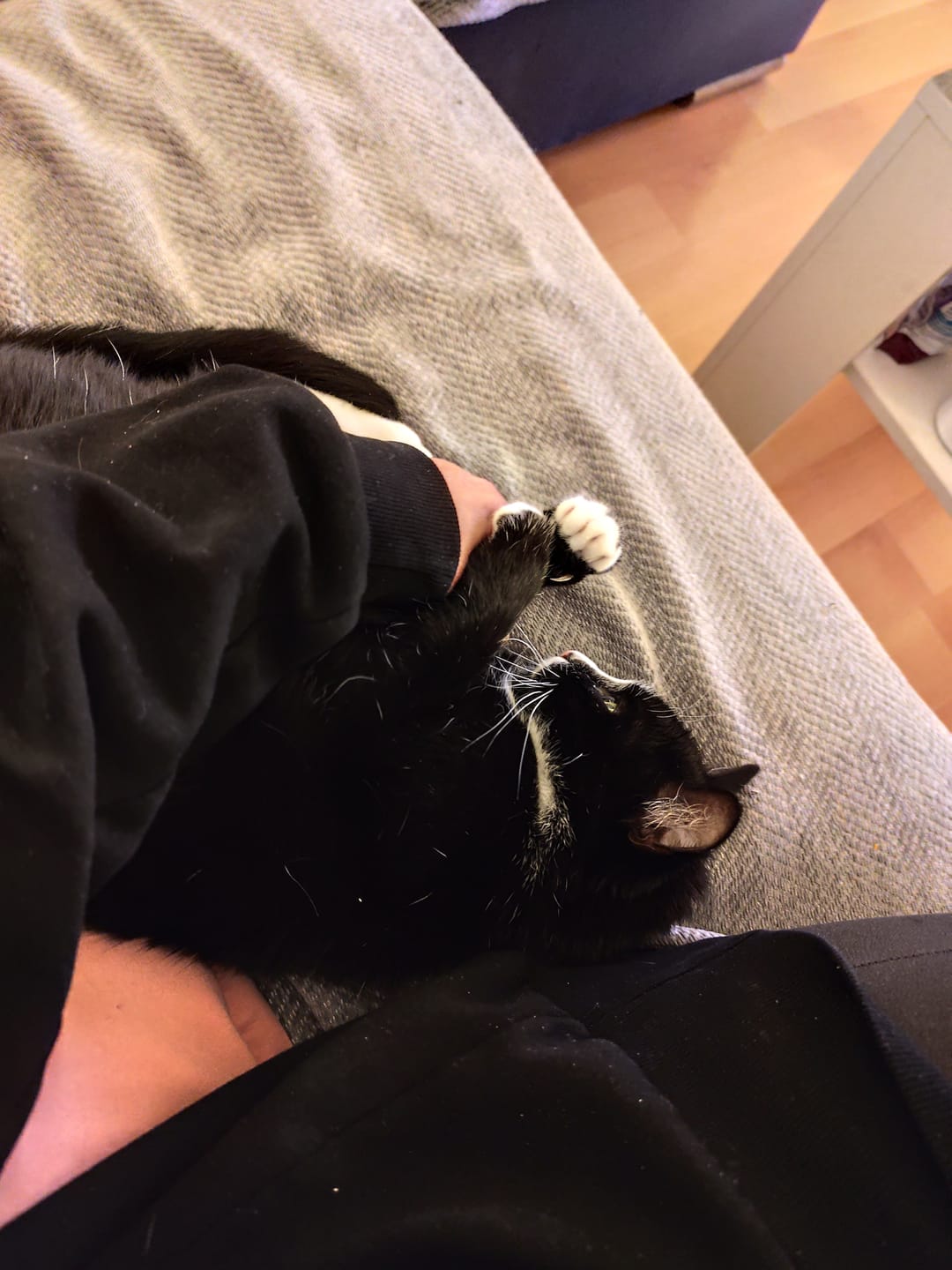 Customer photo review of 3% CBD Tropfen für Katzen und kleine Hunde 10ml