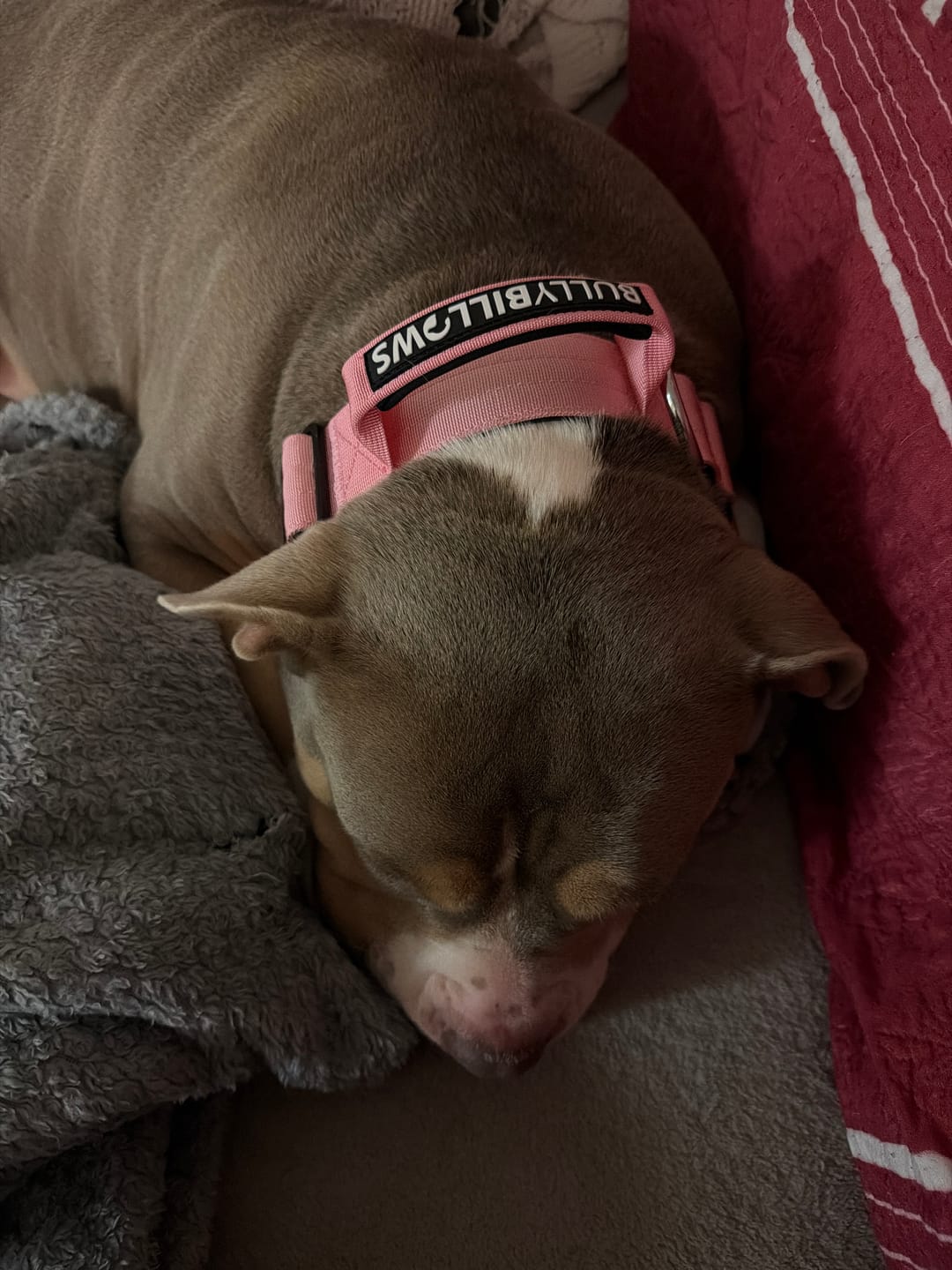 Customer photo review of 5cm Combat® Collar | With Handle & Secure Clip - Pink