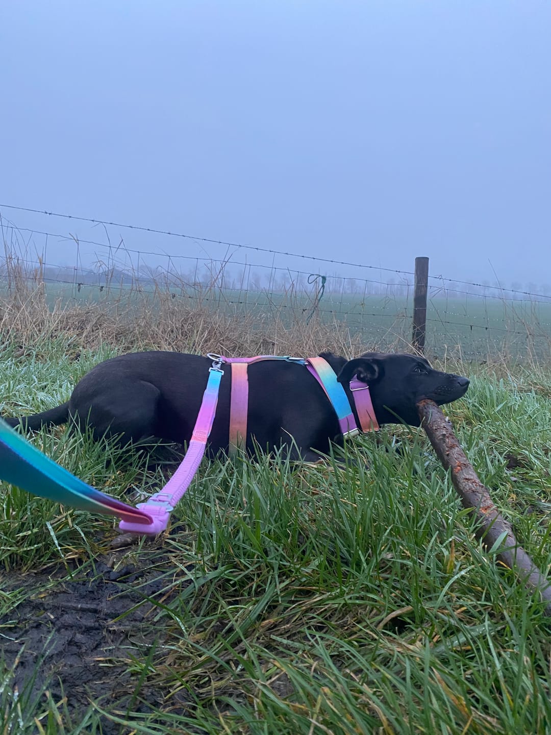 Customer photo review of Multipurpose Seatbelt Handsfree Leash & Poop Bag Holder Set - Pastel Icing