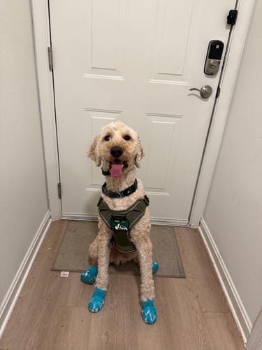 A customer's happy golden doodle sits by a door, wearing the green Team K9 Tactical Dog Harness.