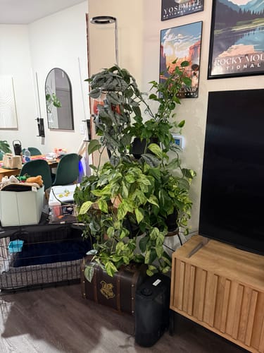 Customer's corner filled with large, thriving houseplants after using the Plant Food.