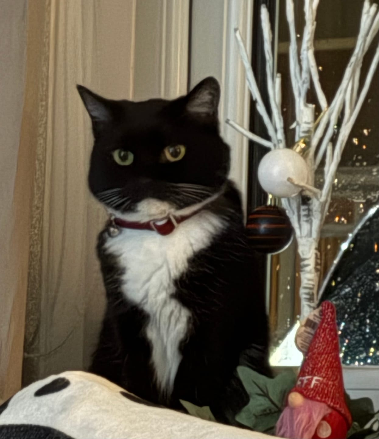 Customer photo review of Cat Duo Pack