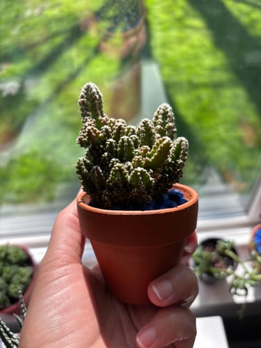 Customer holding their small Fairy Castle Cactus in a terracotta pot, noting its compact, blob-like shape.
