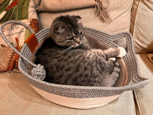 Customer photo review of Instinct Basket | Meet the first research-backed natural territory for indoor cats