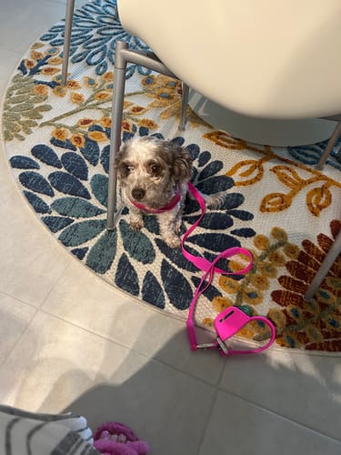 Customer photo review of Boneflex Harness Silver