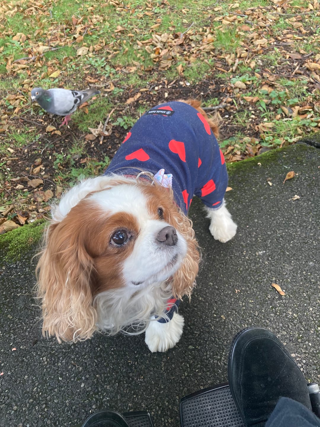 Customer photo review of Dog Pajama - Bear Black