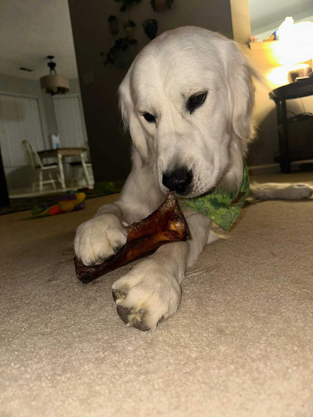 Customer photo review of Himalayan Yak Cheese Chew Dog Treat