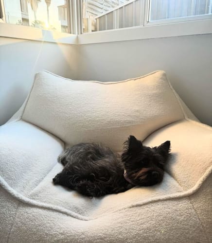 Customer photo review of DODO BEAN BAG - TEDDY FLEECE CREAM