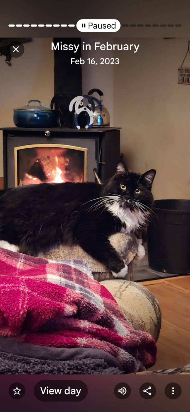 Customer photo review of Cat Cold, Sneezing & Respiratory Support Remedy
