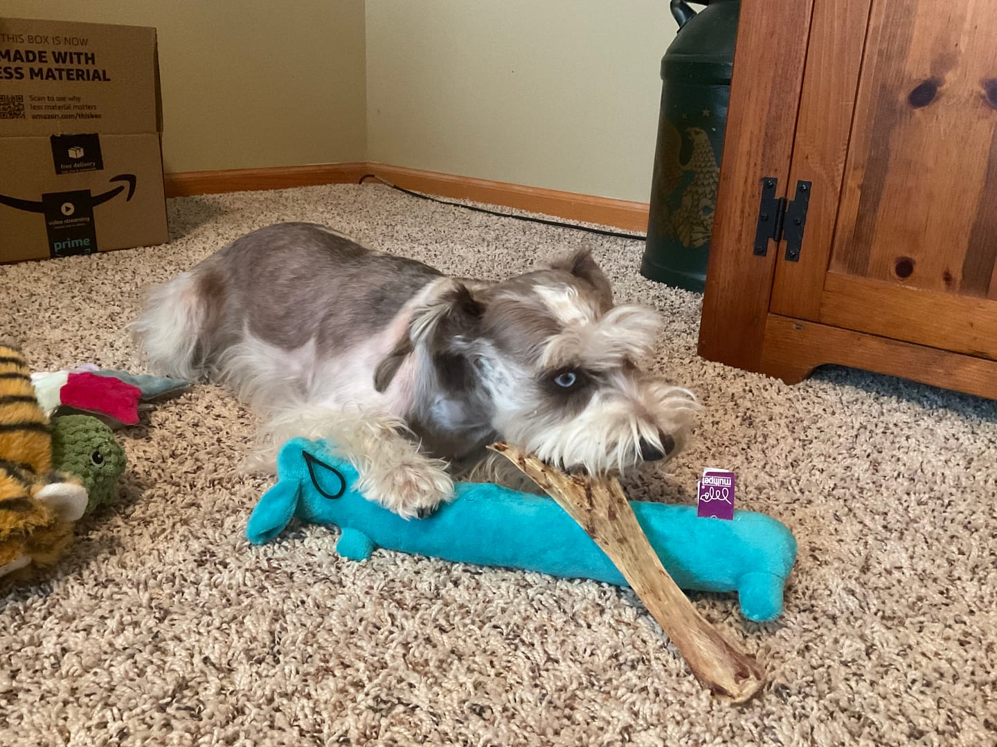 Customer photo review of Chewy Ostrich Flat Tendon: Satisfying All-Natural Chew for Dental Health & Gentle Digestion