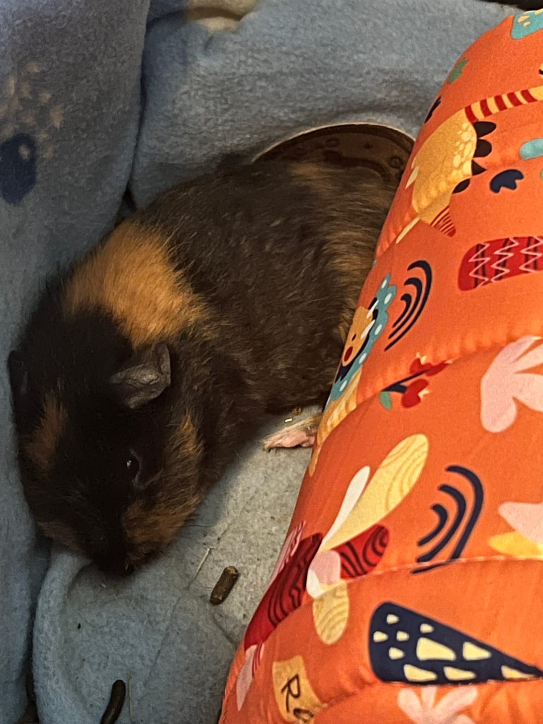 Customer photo review of GuineaDad Premium Liner For Small Animal Cages