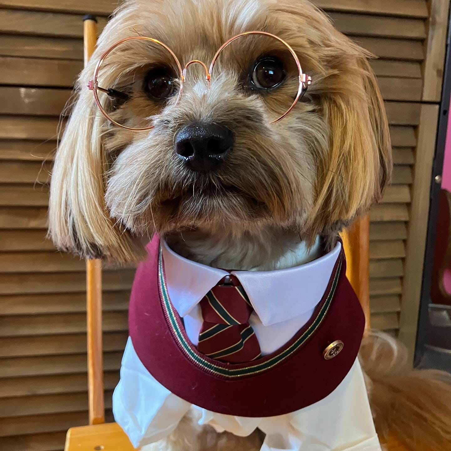 Customer photo review of Ivy – Red & Green Preppy Dog Bandana | Stylish Occasion Wear