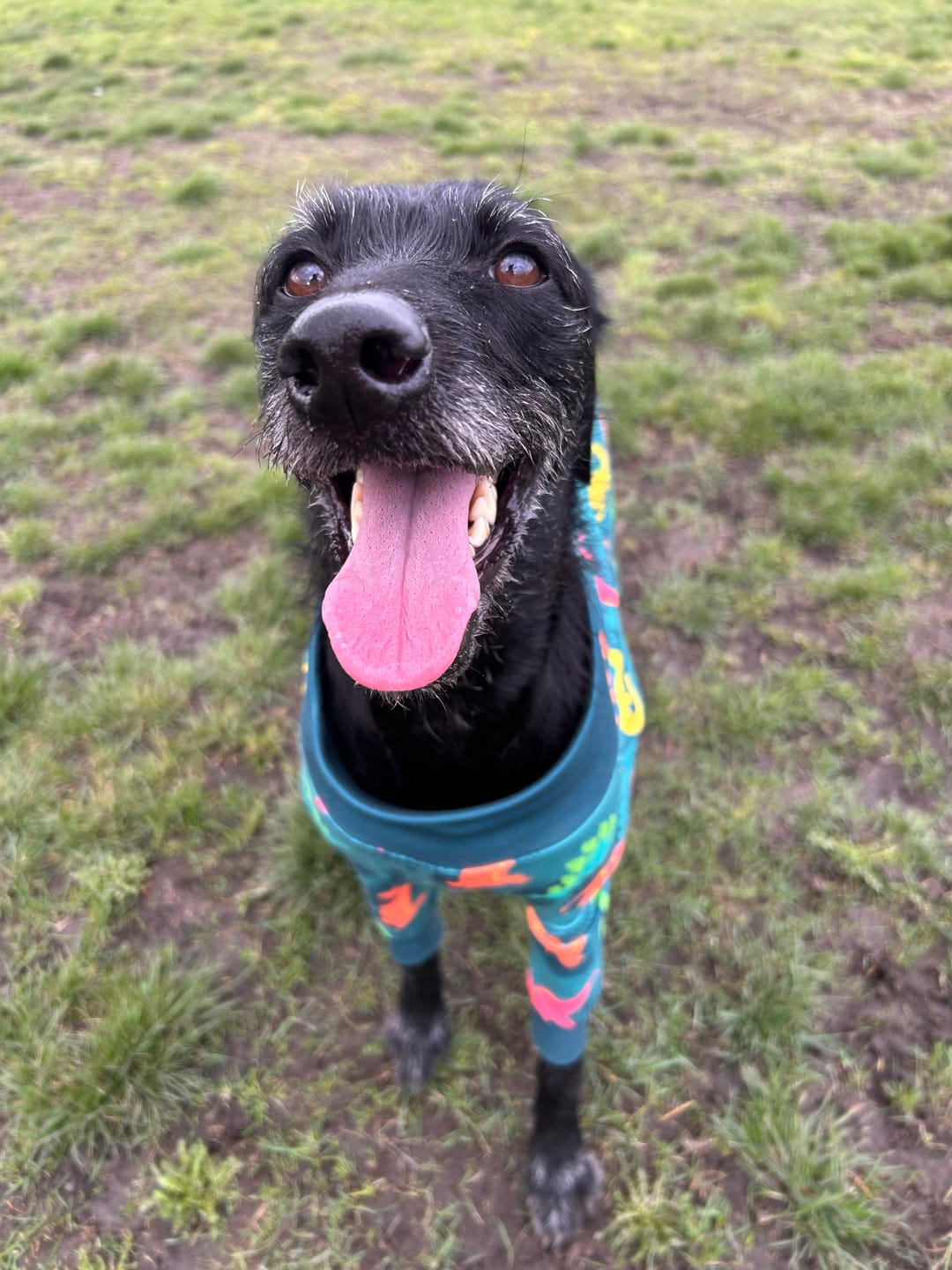 Customer photo review of Dog Pajama - Dinosaurs