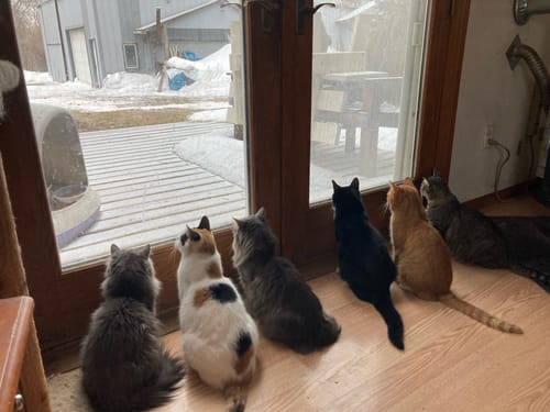 Customer photo review of 2x Blisso Advanced Cat Probiotic | Cat Probiotic for Diarrhea & Kidney Support