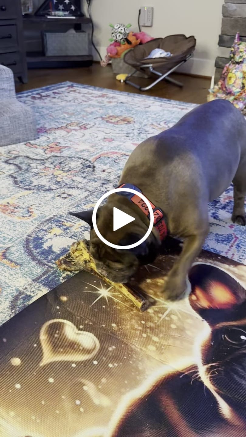 Customer video review of Large Ostrich Cane (11.5" x 5"): The Ultimate Long-Lasting Chew for Medium, Large & XL Dogs