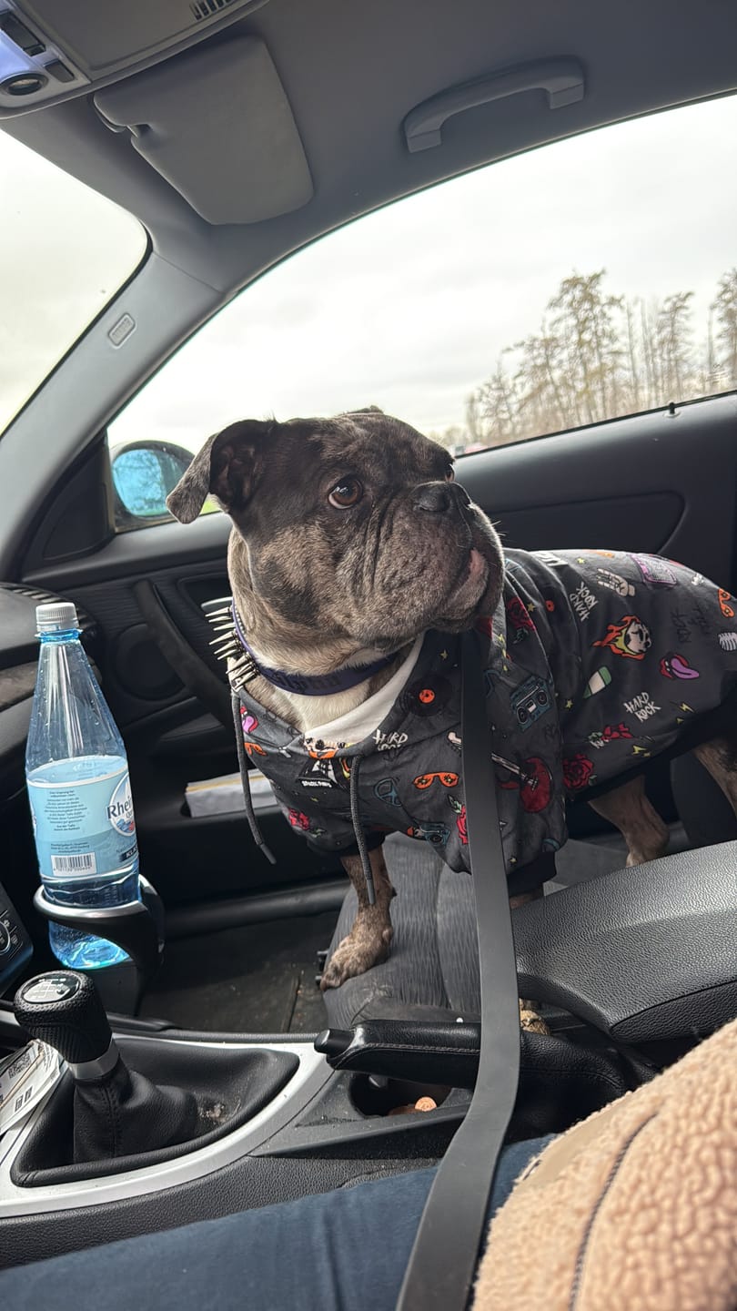 Customer photo review of Rock and Roll Dog Hoodie