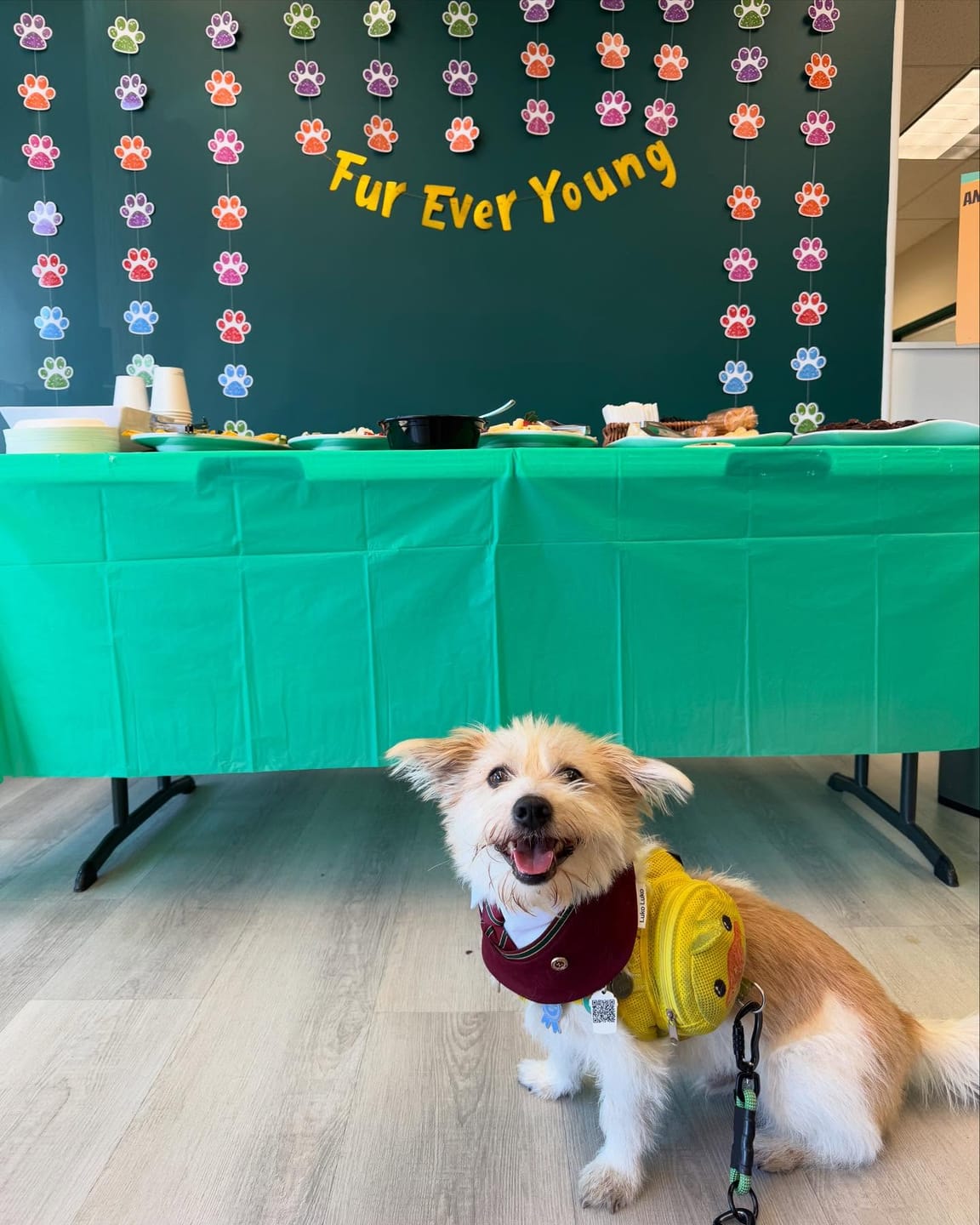 Customer photo review of Ivy – Red & Green Preppy Dog Bandana | Stylish Occasion Wear