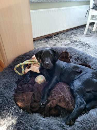 Customer photo review of Puppery Hundebett Wolke 7 - Das Original