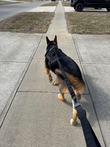 Reviewer's view of their large German Shepherd wearing a black Team K9 Tactical Dog Harness while walking calmly on a sidewalk.