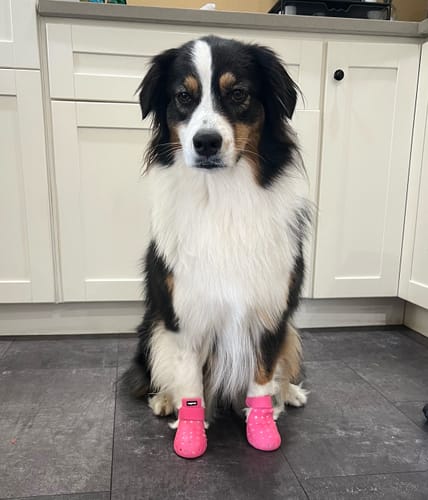 Customer photo review of WagWellie® Mojave Single