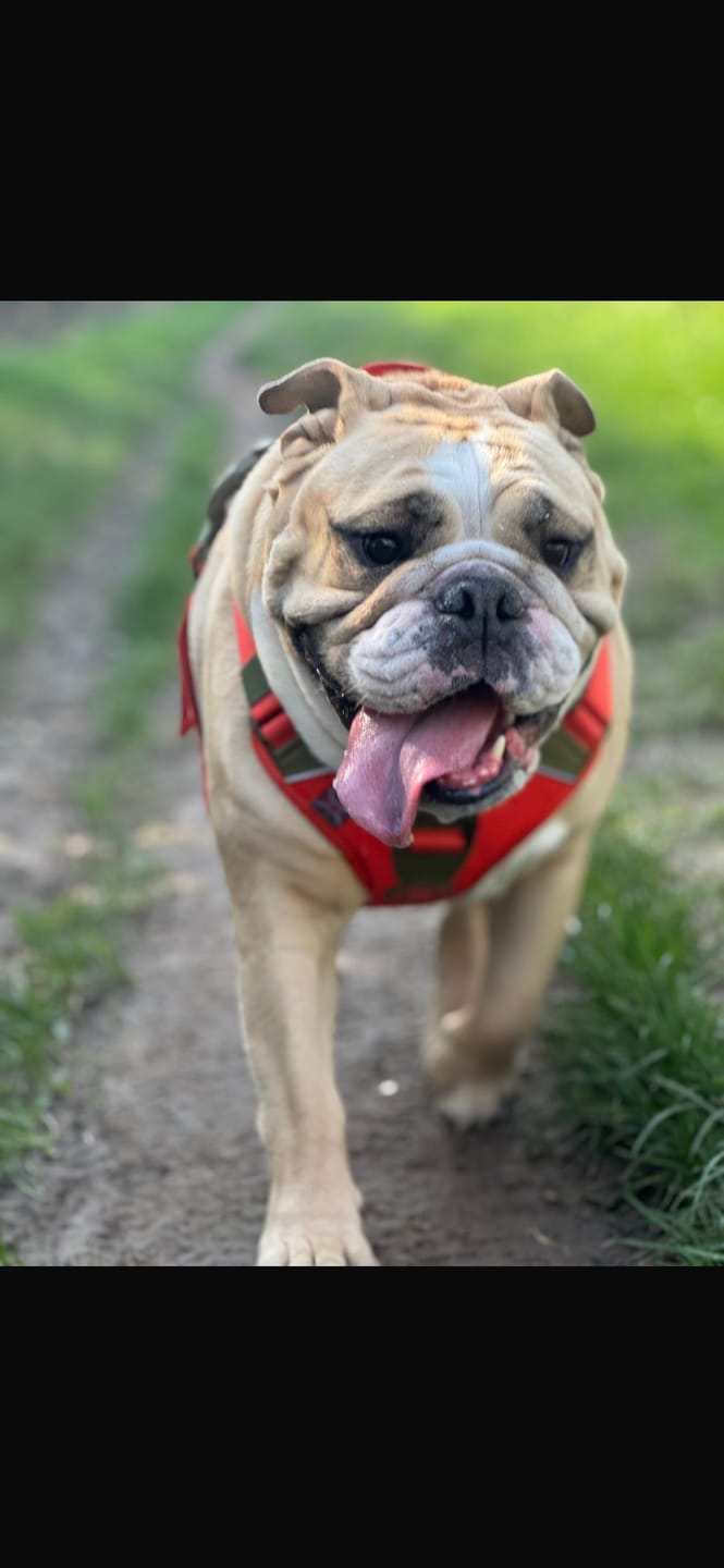Customer photo review of Anti Pull Hurricane Harness Lighter | With Handle - Burnt Orange X Khaki