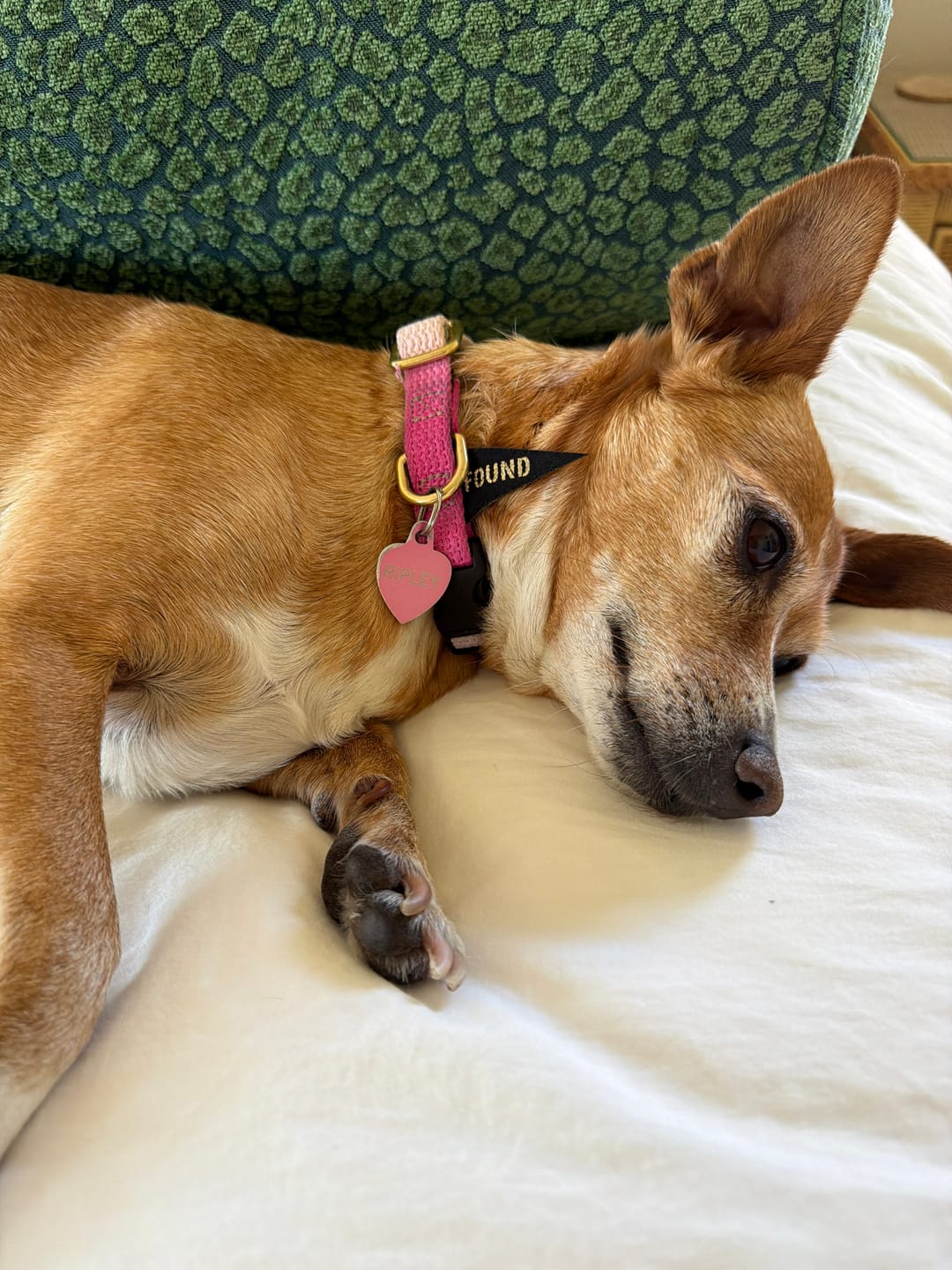 Customer photo review of Found My Animal Jolie Flat Web Dog Collar