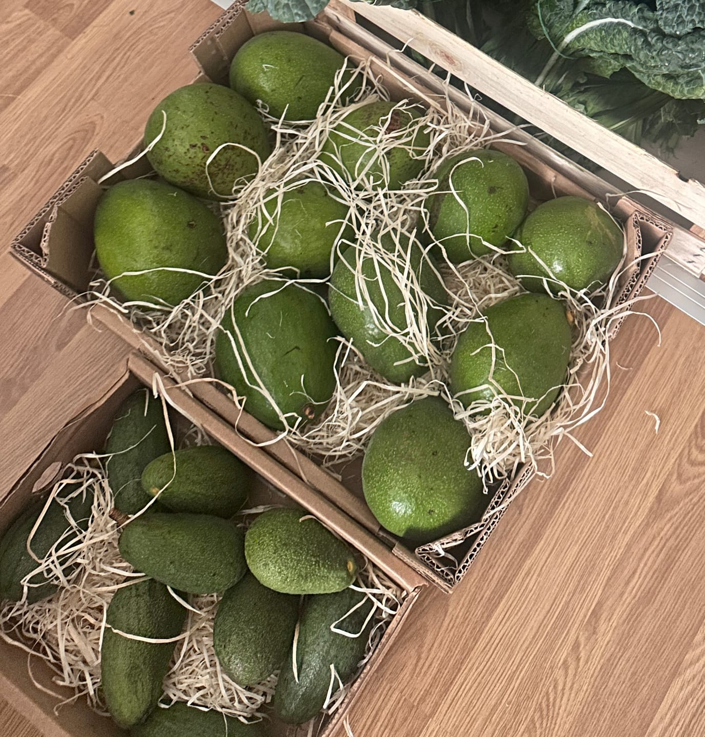 Customer photo review of Avocadorarität Antillano (Riesen-Avocado)