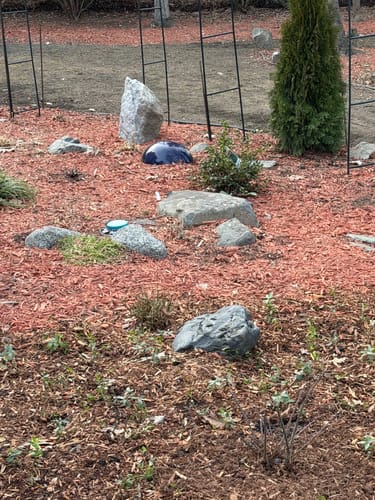 Customer photo review of Vinca Minor Bowles 50 Count Flat - Periwinkle Evergreen Groundcover Plants with Blue Flowers