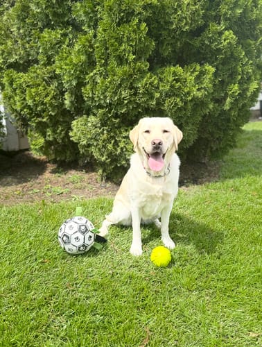 Customer's happy yellow Labrador sitting in the grass, the subject of a review for Yak Chews.