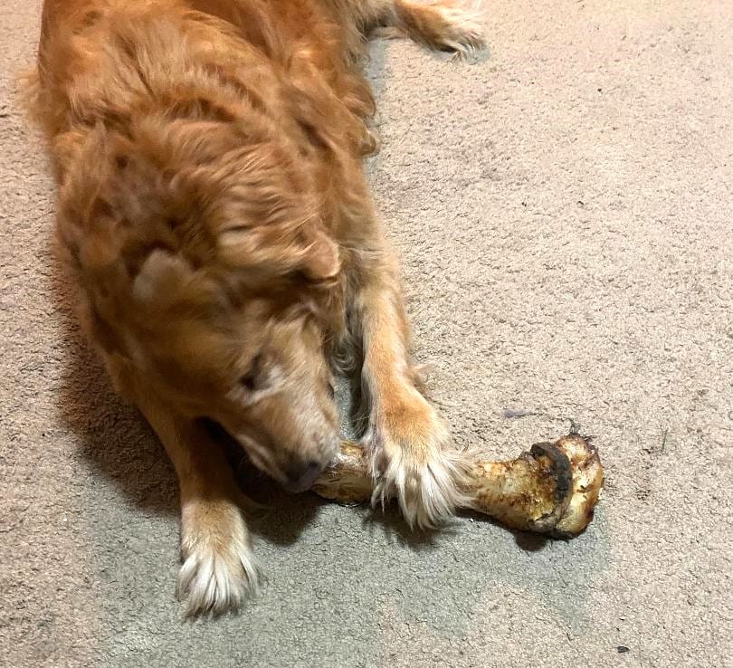Customer photo review of Ostrich Hip Bone (12" x 5"x 3”): The Durable, Flavor-Packed Chew for Medium & Large Dogs