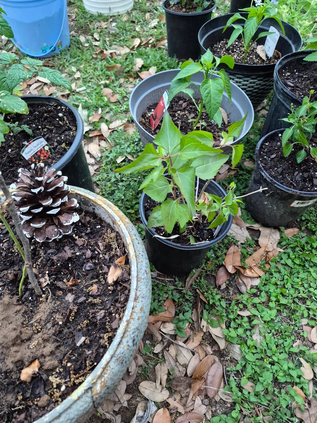 Customer photo review of Fragrant Mistflower