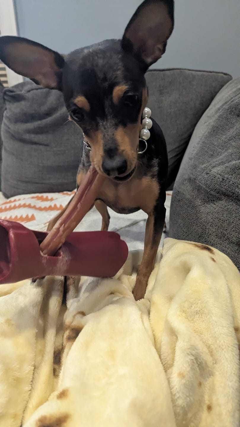 Customer photo review of 6 Inch Jumbo Bully Stick