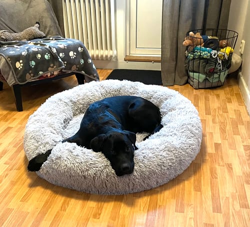 Kundbild: labrador i sin CalmBed