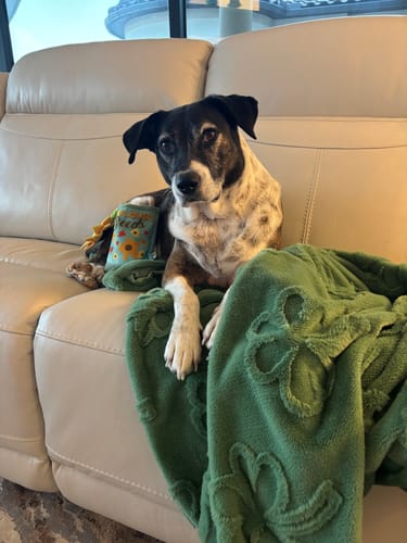 Customer photo review of Bestie Balance