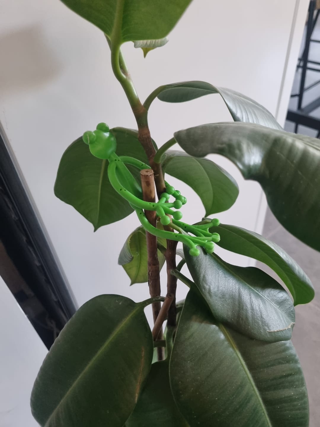 Customer photo review of Mamie Frog®