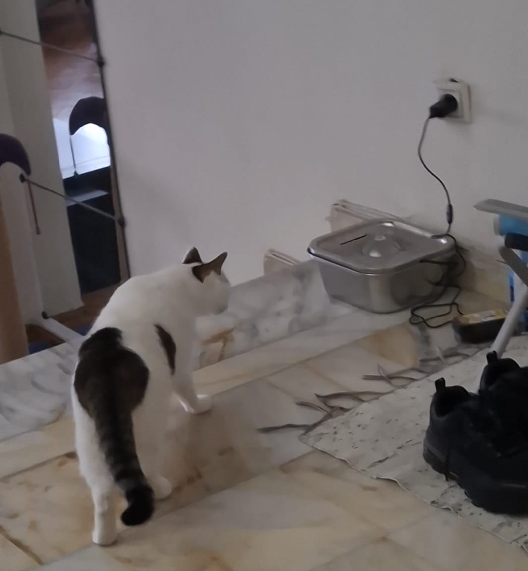 Customer photo review of Kedi Su Pınarı Filtresi (X8651 Uyumlu) | 4'lü Set, Fırça ve Süngerli Yedek Parça (X8781)