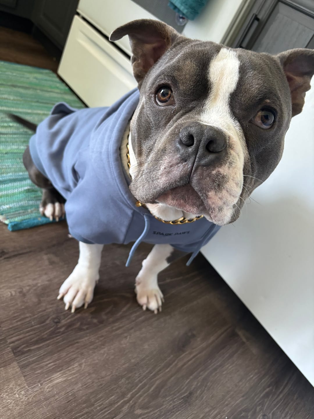 Customer photo review of Essential Dog Hoodie - Slate Blue