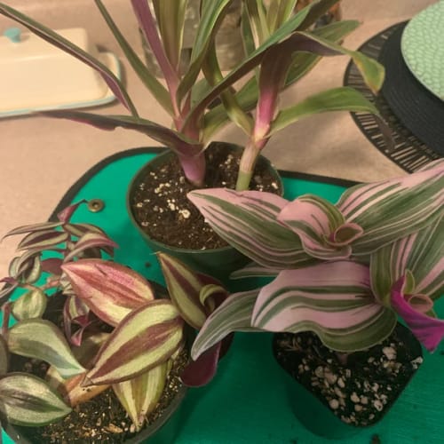 Customer photo review of Purple Wandering Jew in 3" Grow Pot | Easy Care Indoor Plant  | Live Wandering Dude Houseplant | Purple Plant For Indoors | Beginner Friendly Plant | Low Light Plant