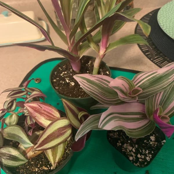 Customer photo review of Purple Wandering Jew in 3" Grow Pot | Easy Care Indoor Plant  | Live Wandering Dude Houseplant | Purple Plant For Indoors | Beginner Friendly Plant | Low Light Plant