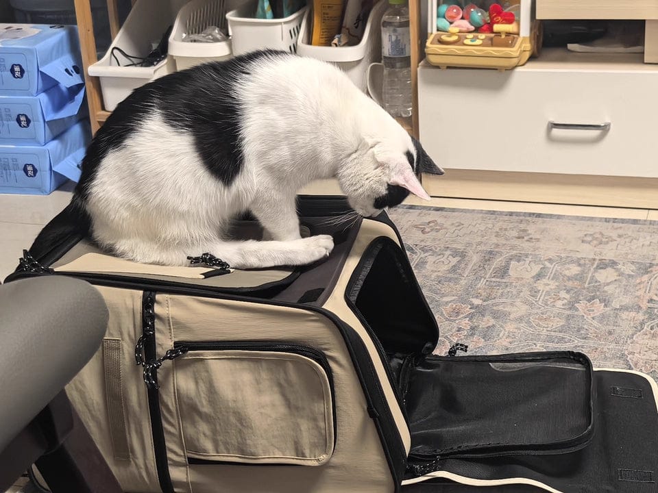 Customer photo review of Luxury Expandable Front and Rear Pet Travel Backpack Tent – Perfect for Multiple Cats, Large Cats, or Small Dogs